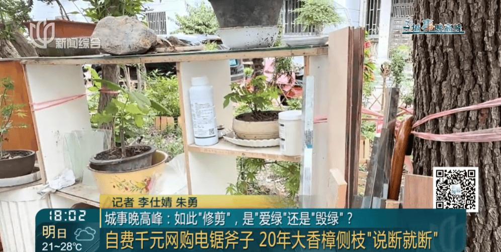 上海一小区20年香樟说砍就砍！八旬老爷叔：拿我怎么样？